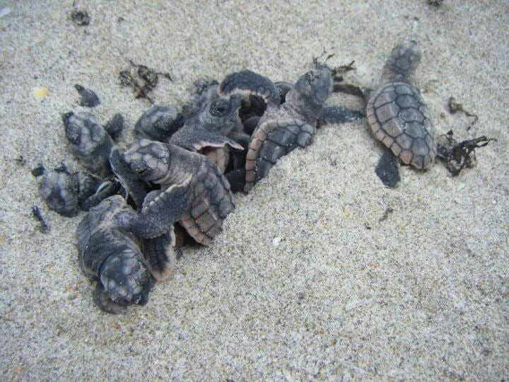 Current Sea Turtle Nesting Season