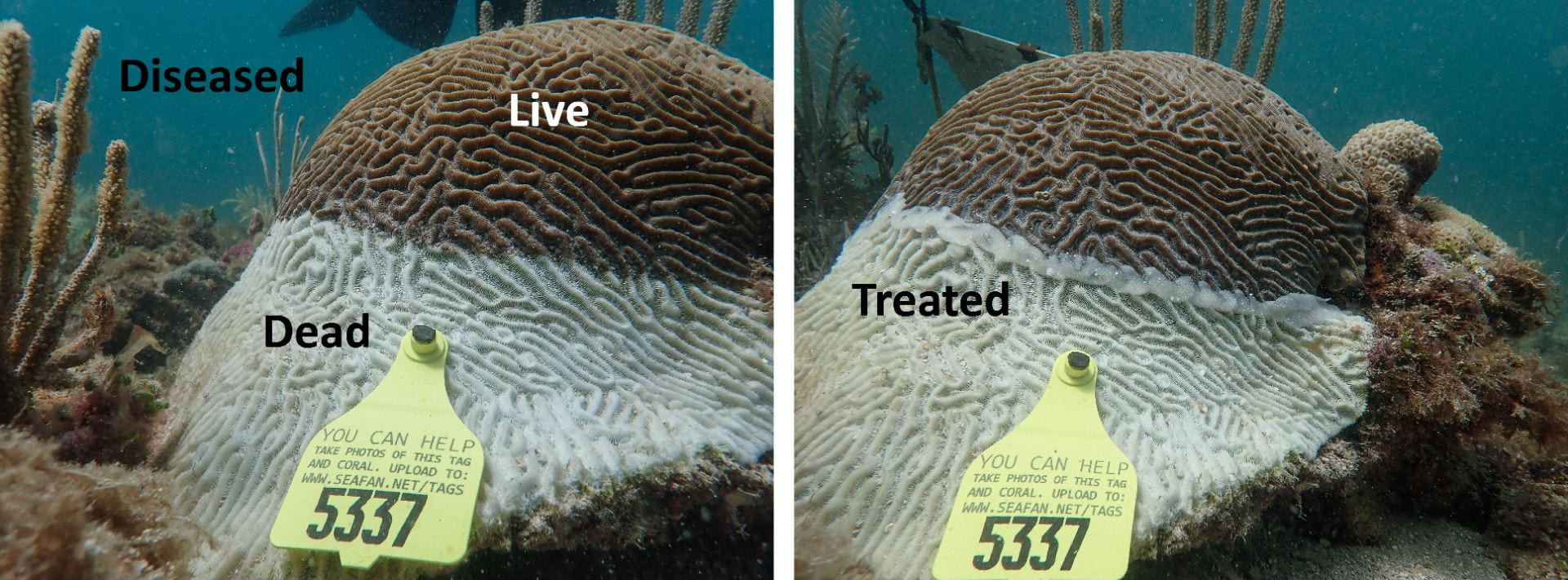 Hot Temps Wreaking Havoc on Coral Reefs – Newsroom